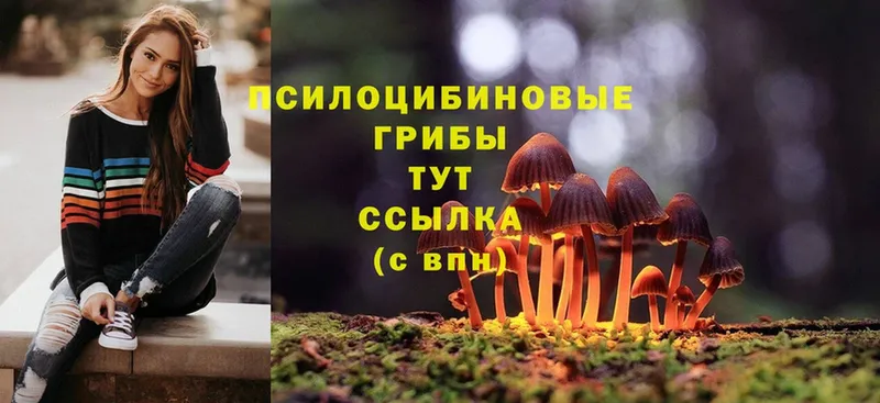 Псилоцибиновые грибы Cubensis  хочу наркоту  Балтийск 